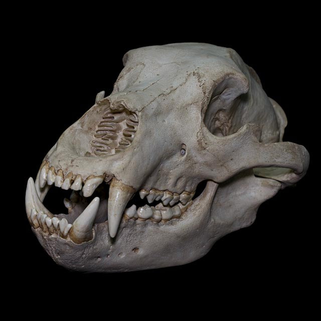 Detailed Ursus arctos skull replica with powerful canine teeth, complete mandible and realistic hand-painted bone surface, reproduced at full 1:1 scale.