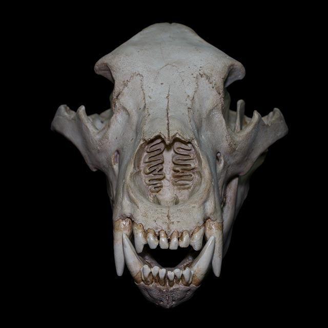 Front view of the Ivory Bear skull replica, highlighting Ursus arctos dentition, large canine teeth, nasal cavity and detailed cranial anatomy.