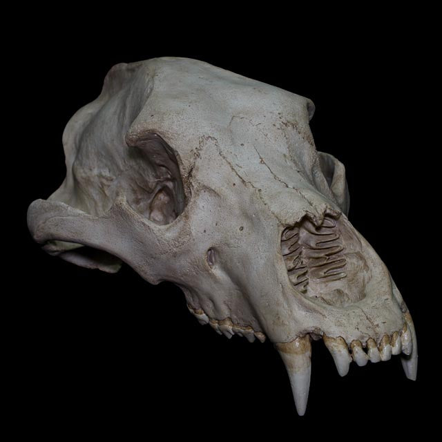 Full-scale brown bear skull replica (Ursus arctos) with complete mandible, realistic dentition and individually hand-painted bone textures.
