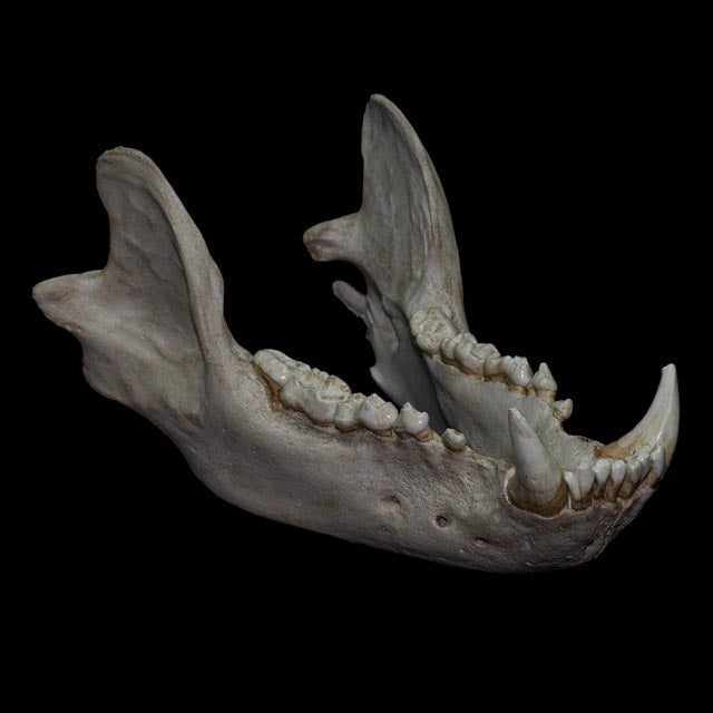 Ivory Bear anatomical skull model showing the robust cranial morphology and powerful jaw structure characteristic of Ursus arctos.