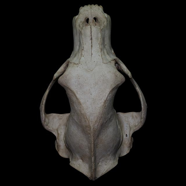 Hand-painted brown bear skull replica with natural ivory tones, subtle surface variation and detailed osteological anatomy.