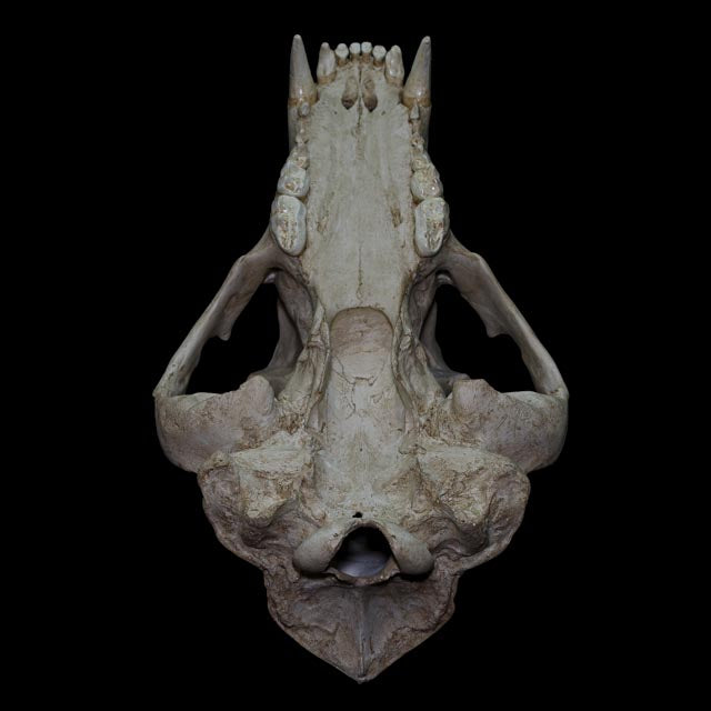 Life-size brown bear skull and mandible reproduction designed to preserve the characteristic proportions and anatomy of Ursus arctos.