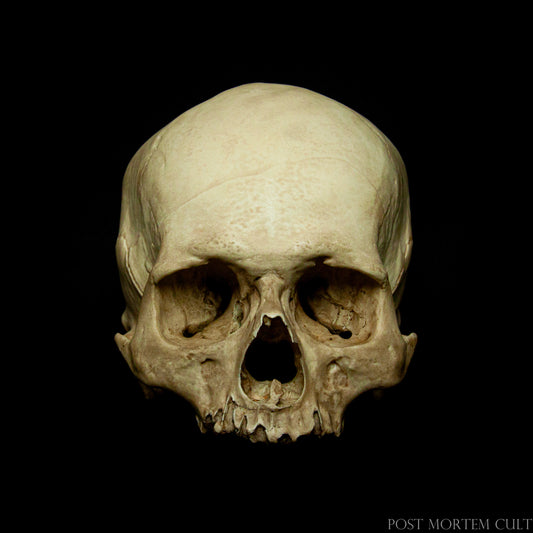 Smooth and Aged Texture for Realism.
The skull's surface is expertly finished to provide a smooth feel, while subtle aging techniques impart an authentically weathered appearance, enhancing its lifelike quality.