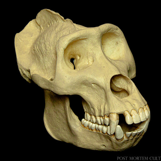 Add an extraordinary touch to your collection with this realistic gorilla skull replica. The polyurethane resin composition enhances its lifelike appearance, capturing the rough texture and distinct features of the Gorilla gorilla species for biological education.