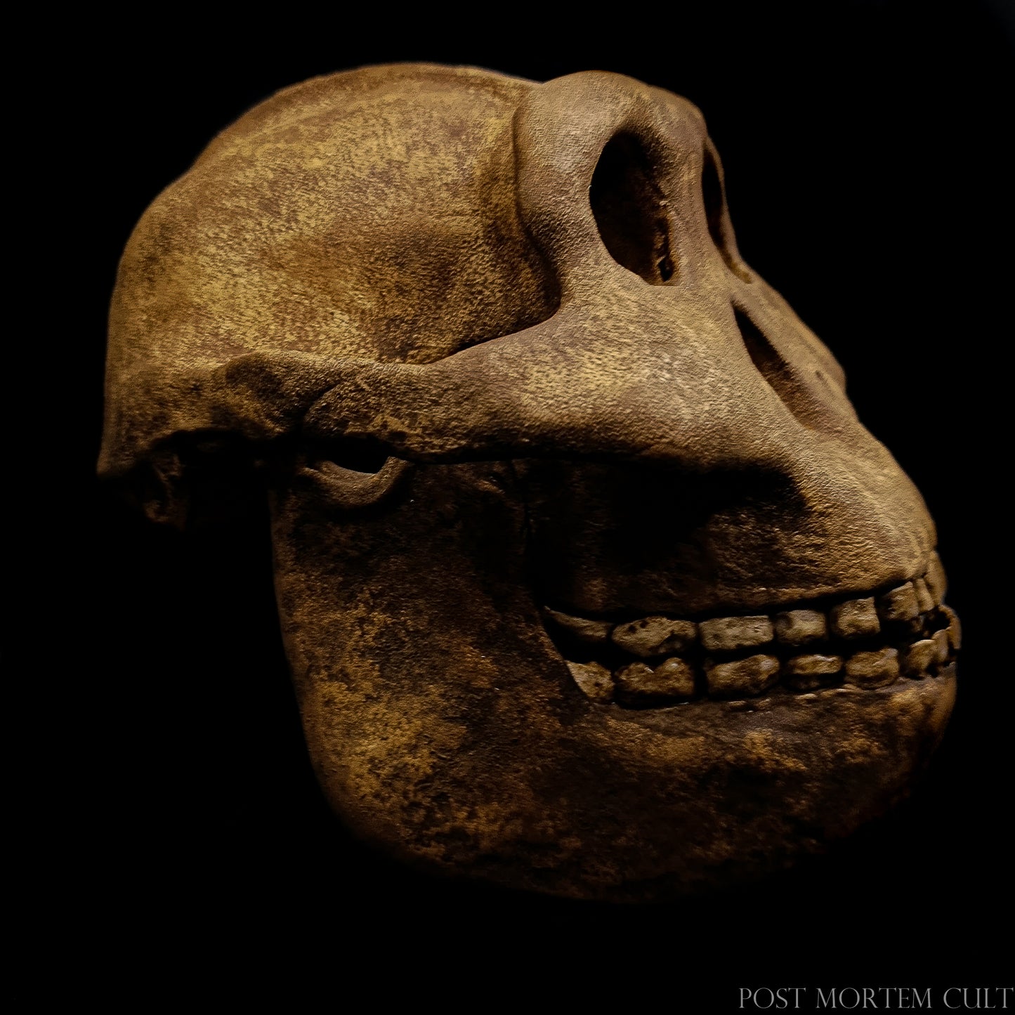 Frontal view of the reconstructed Paranthropus boisei skull with deep-set orbits and megadont features.