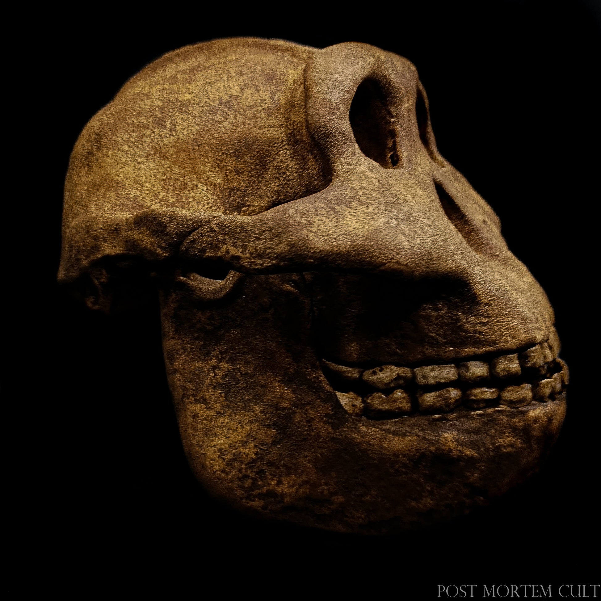 Frontal view of the reconstructed Paranthropus boisei skull with deep-set orbits and megadont features.