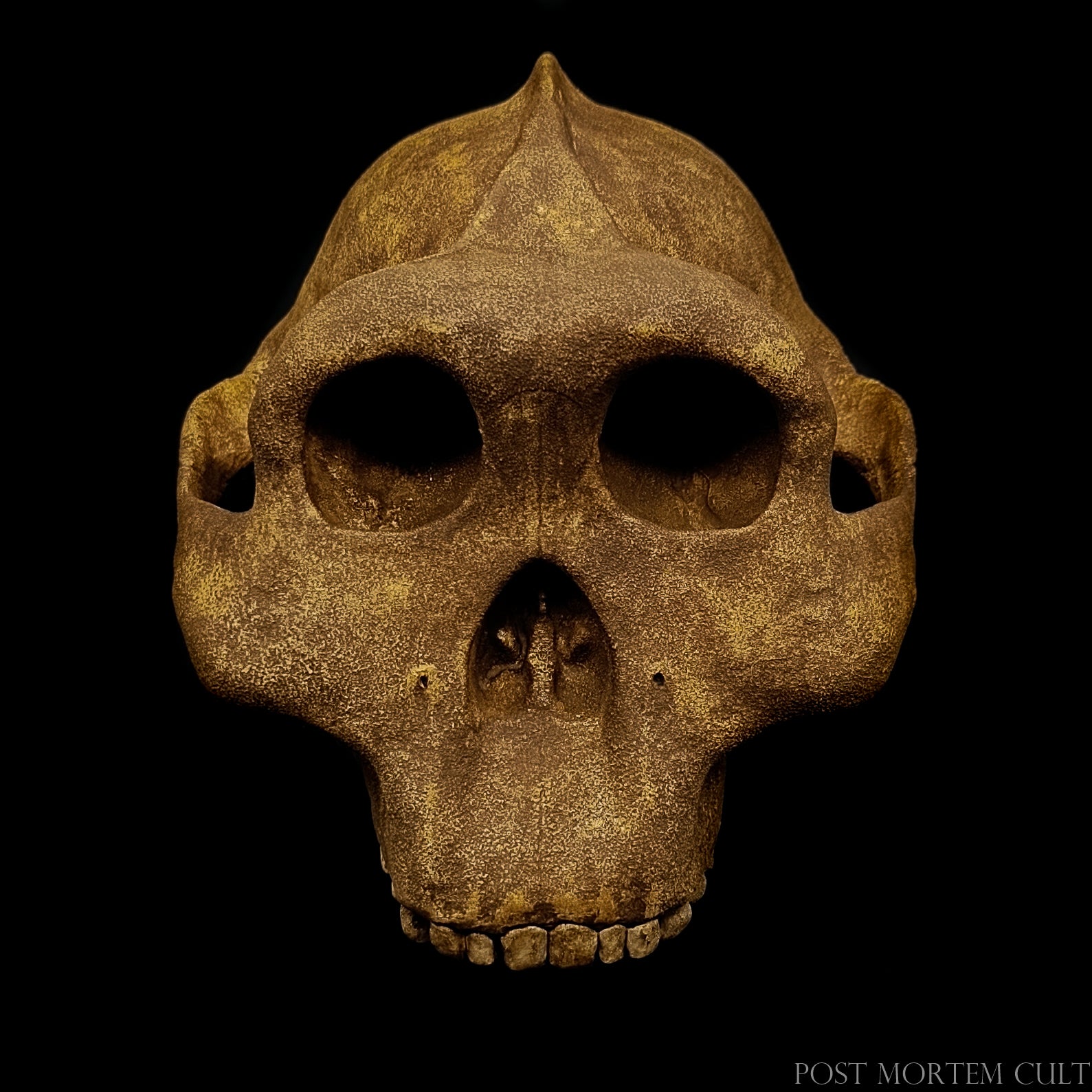 Museum-quality Paranthropus boisei replica displaying anatomical accuracy and robust cranial architecture.