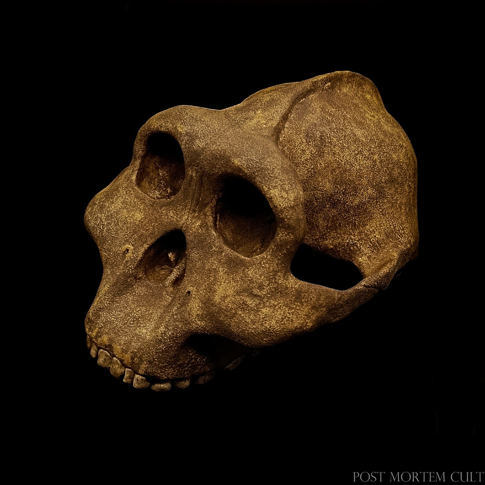 Hand-painted anatomical reconstruction of P. boisei showing realistic shading and cranial contours.