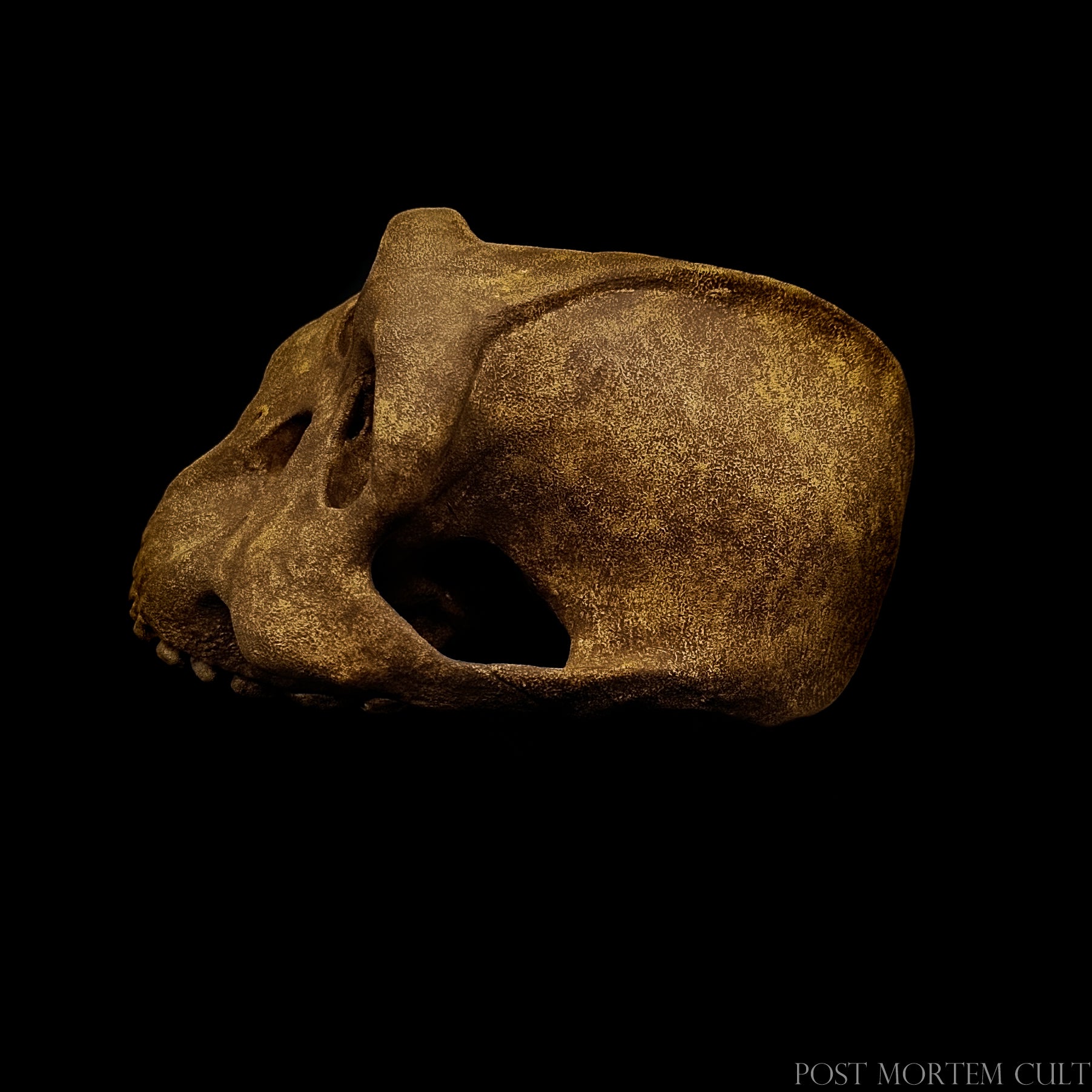 Close-up of the mandible attachment area with realistic bone structure and dark fossil-style finish.