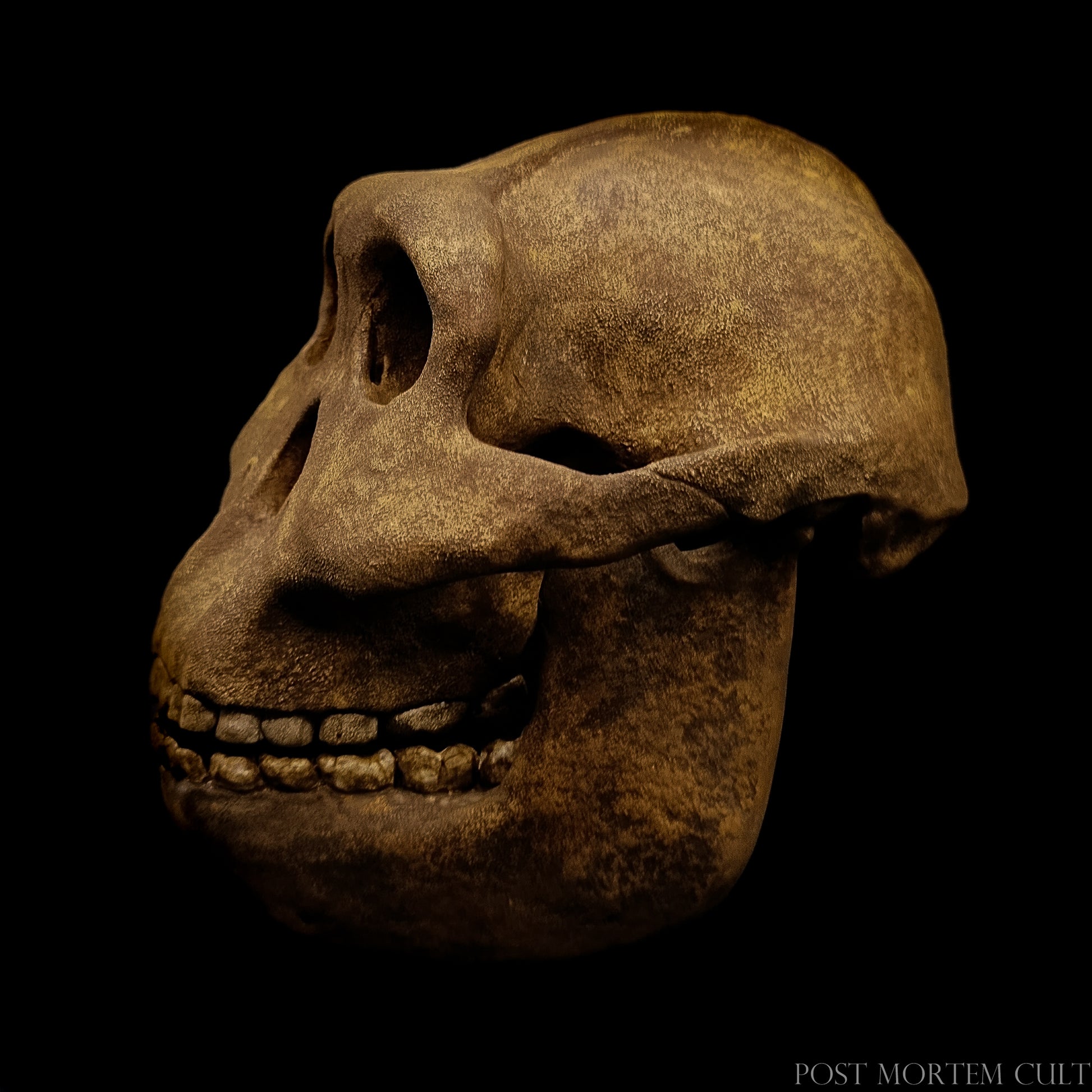 Side profile of the Paranthropus boisei skull model with handcrafted detailing and museum-style finish.