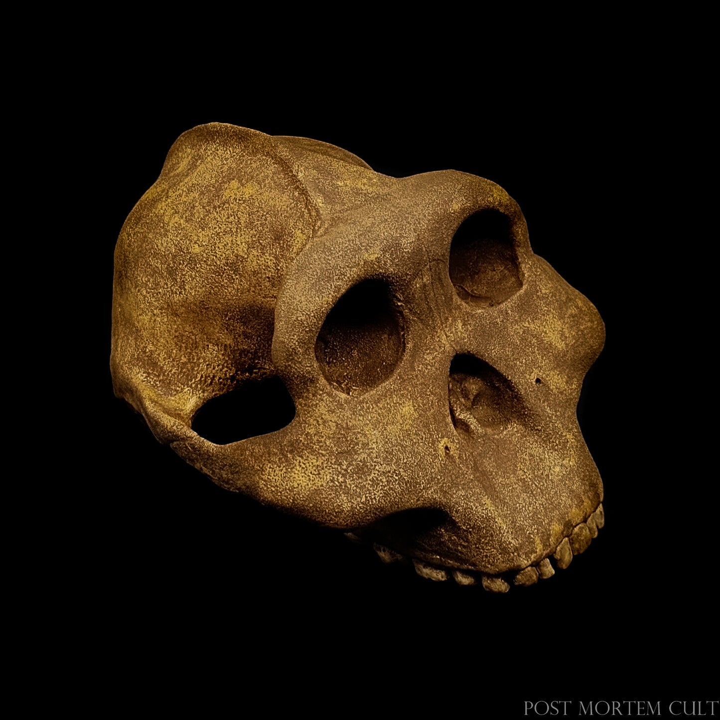 Top-down view of the skull reconstruction highlighting cranial vault shape and handcrafted texture.
