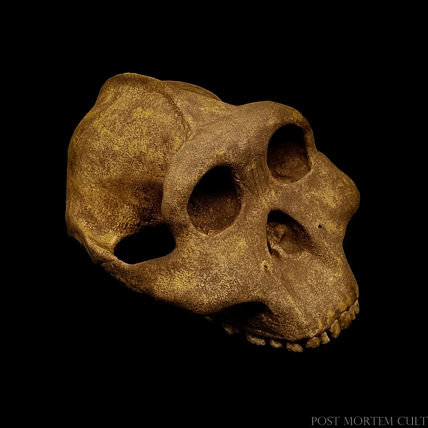 Top-down view of the skull reconstruction highlighting cranial vault shape and handcrafted texture.