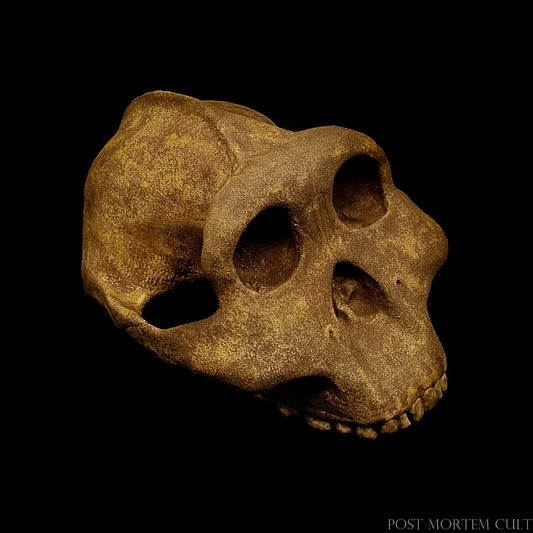 Top-down view of the skull reconstruction highlighting cranial vault shape and handcrafted texture.
