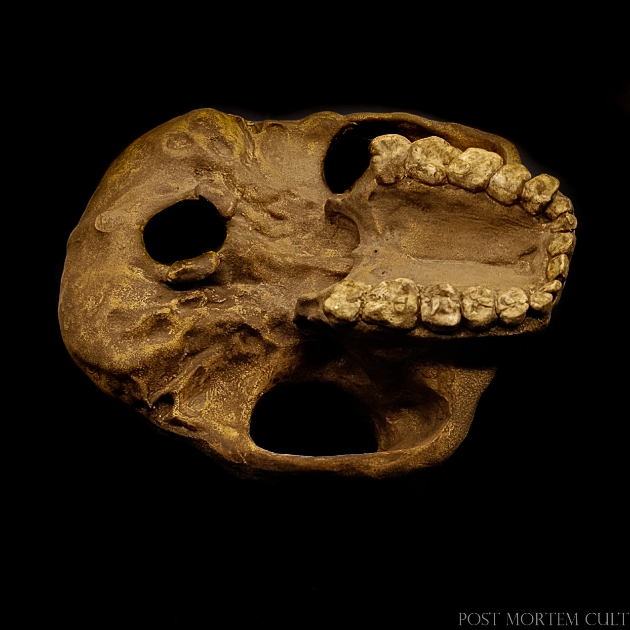 Macro shot of the cranial sutures and textured surface of the P. boisei reconstruction.