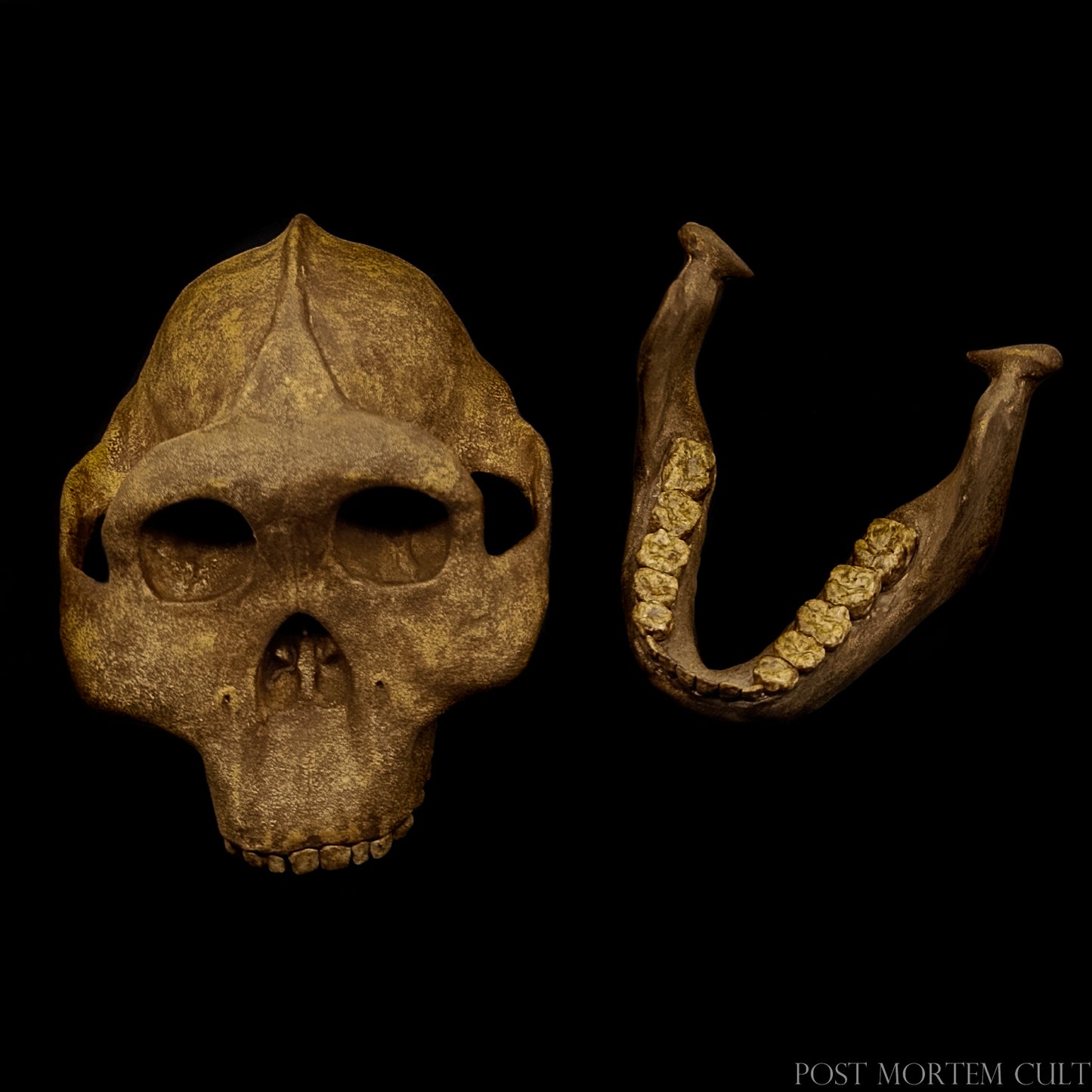 Robust australopithecine skull reproduction featuring wide cheekbones and deep pigmentation.