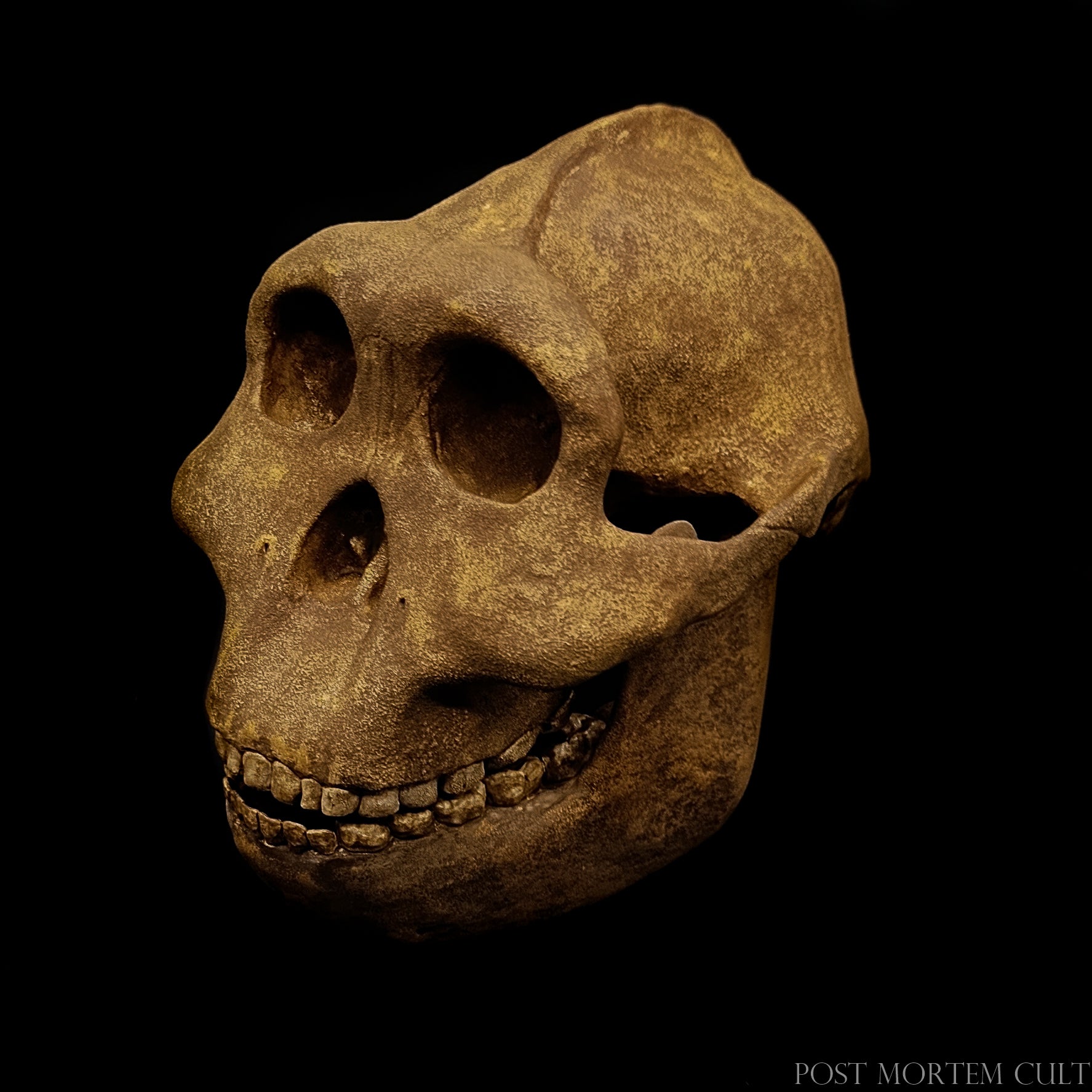 Handcrafted Paranthropus boisei skull replica showing wide facial flare and detailed sagittal crest.