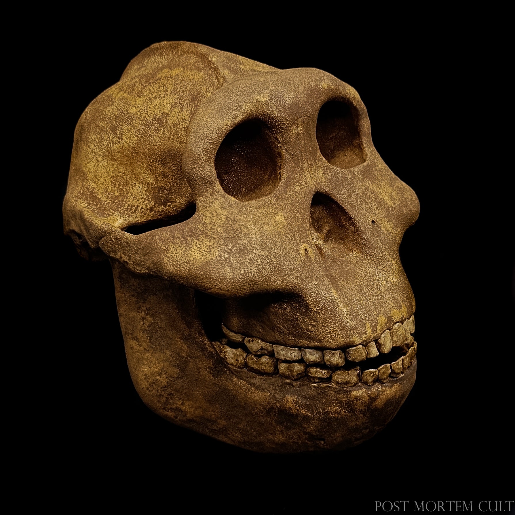 Anatomical reconstruction of the Paranthropus boisei skull with dark textured finish and robust craniofacial features.
