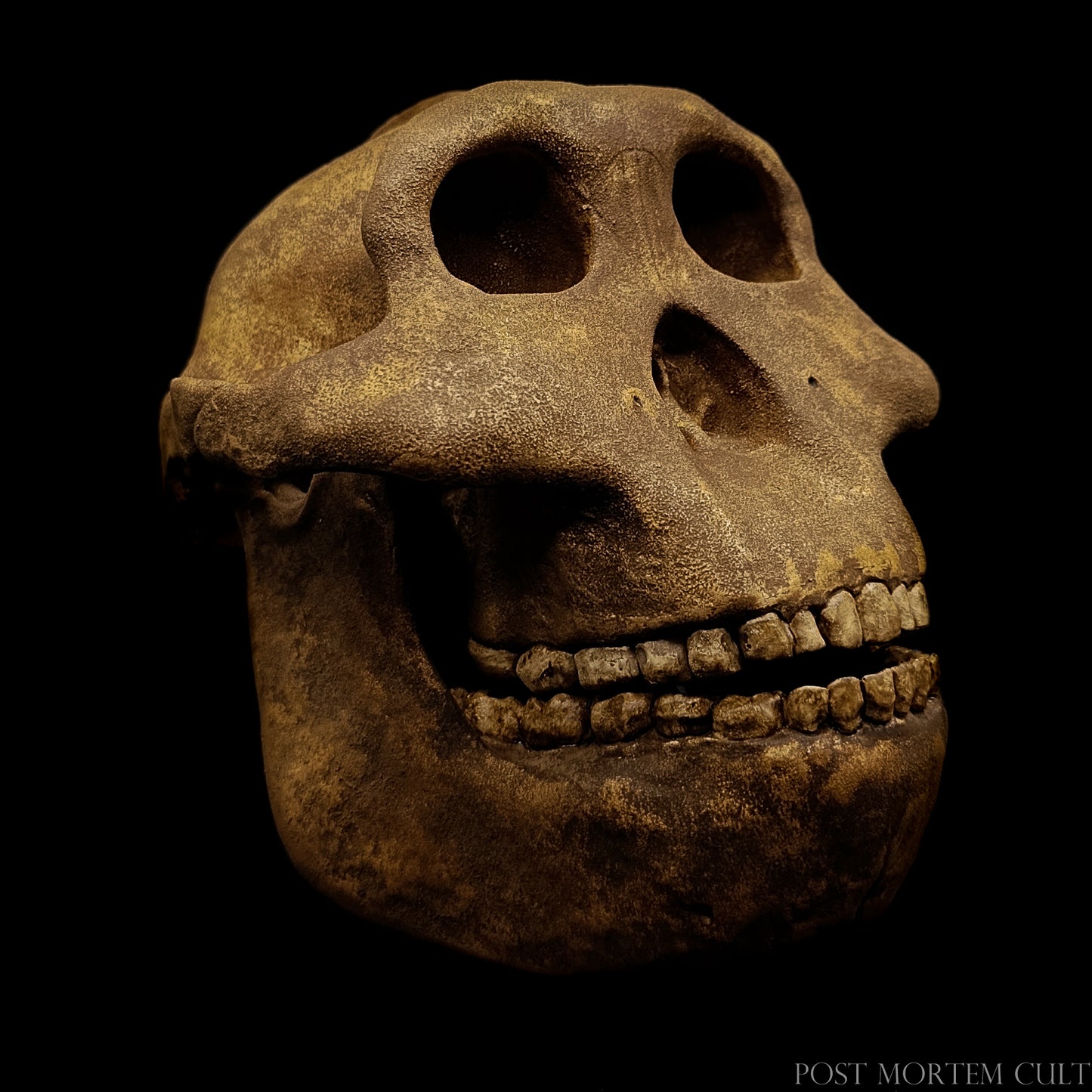 Dark-toned anatomical skull reconstruction highlighting the iconic robust morphology of P. boisei.