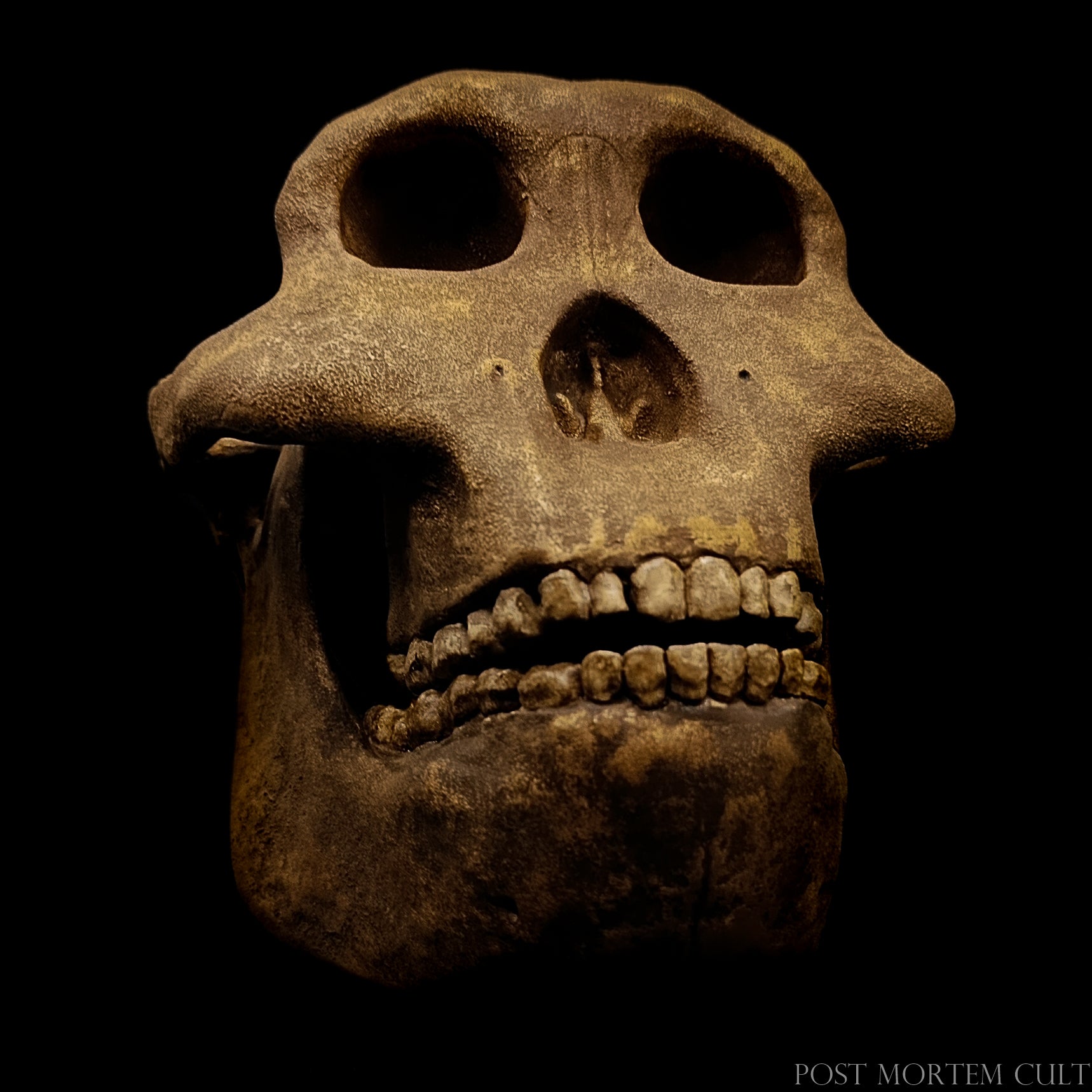 Close-up view of the reconstructed Paranthropus boisei cranium with realistic texture and hand-painted patina.