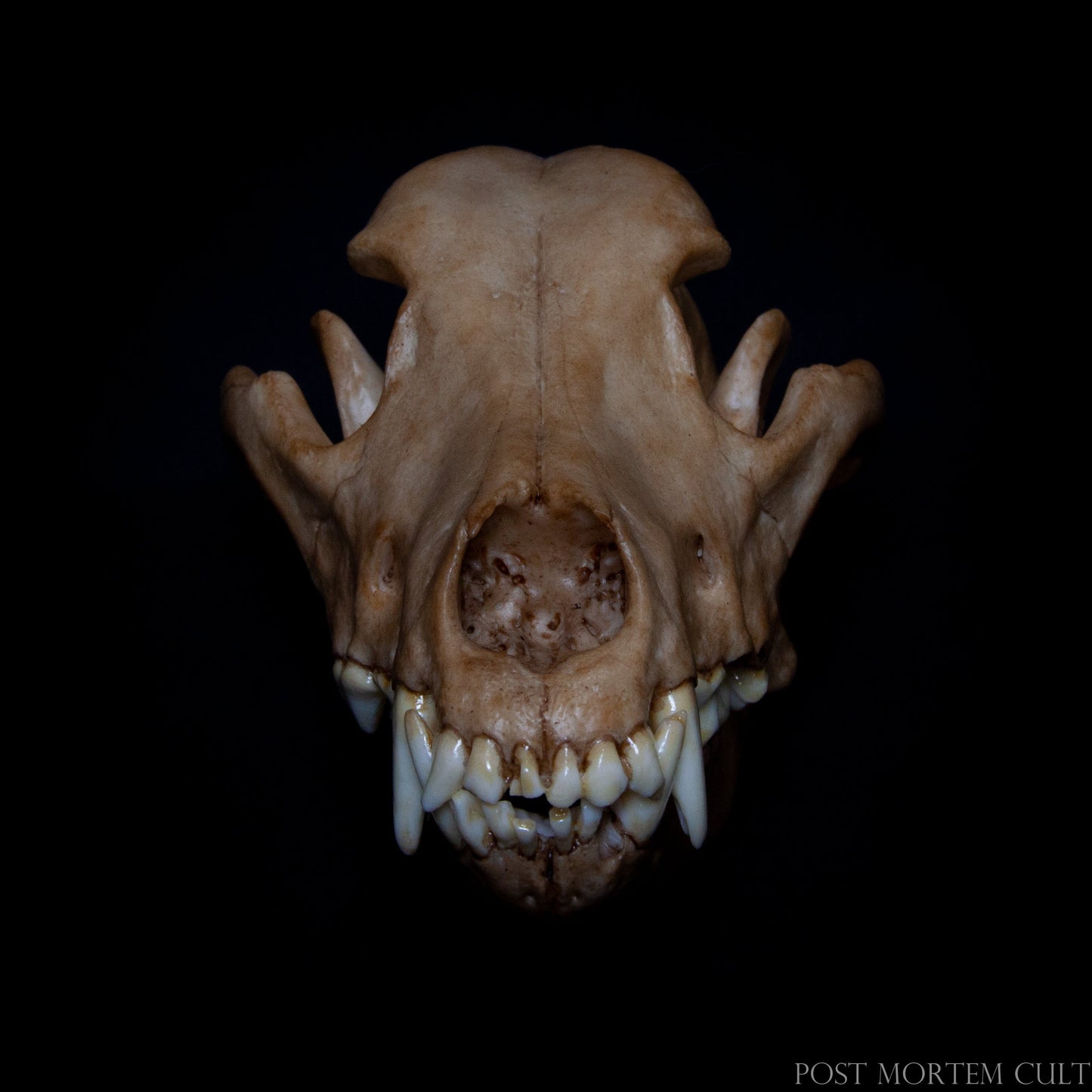 réplica cráneo perro , calavera canis lupus , cráneo animal realista , anatomía animal , reproducción científica