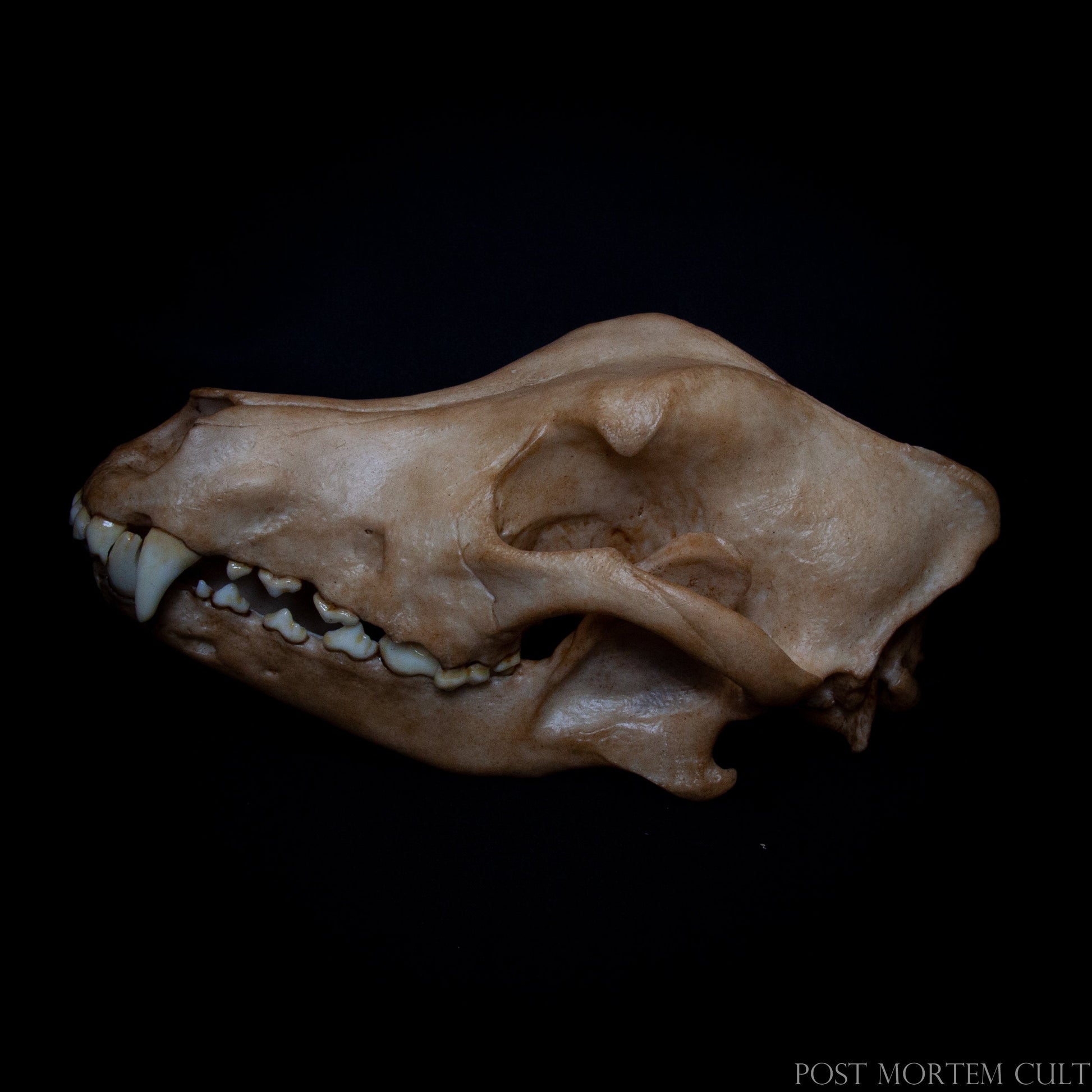 réplica cráneo perro , calavera canis lupus , cráneo animal realista , anatomía animal , reproducción científica