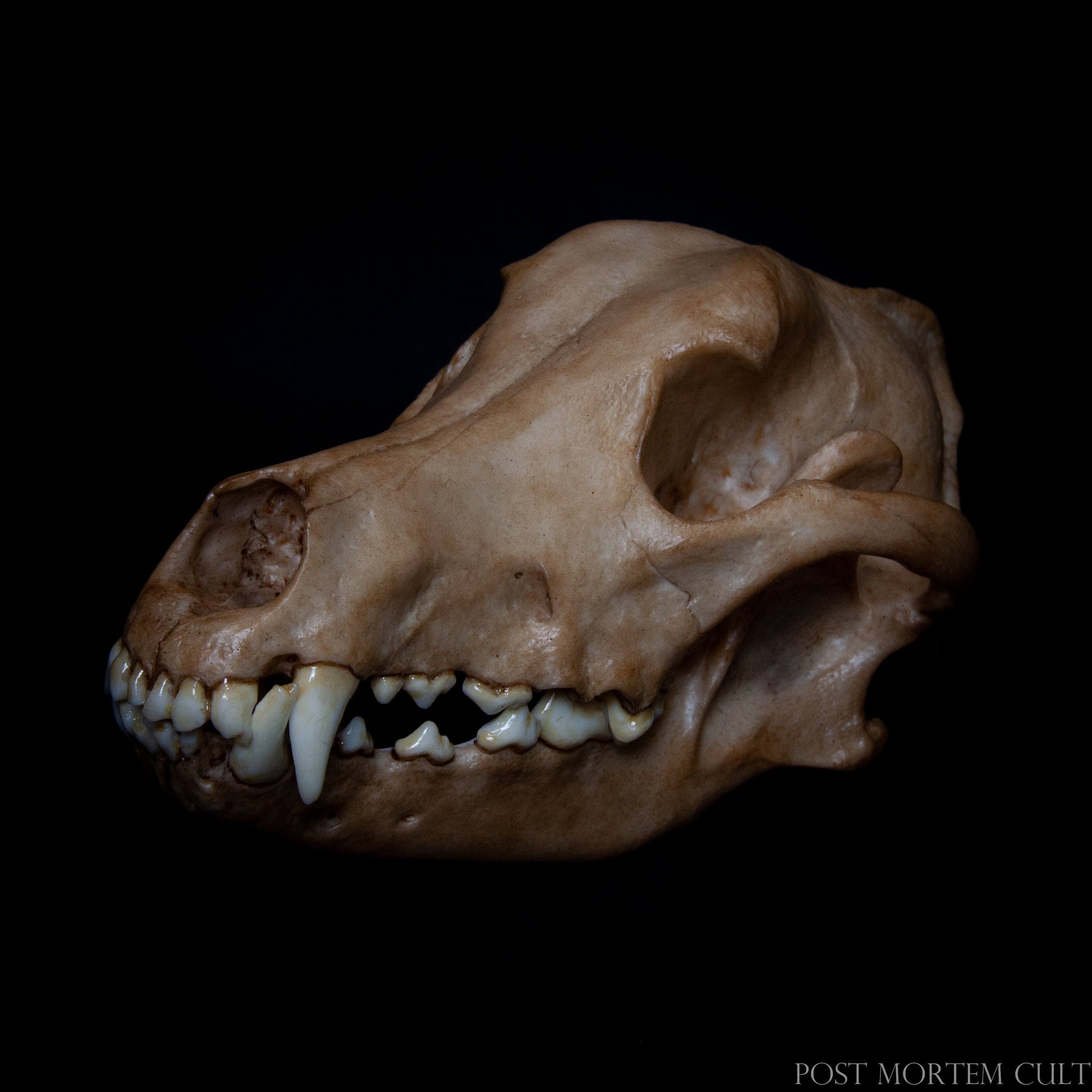 réplica cráneo perro , calavera canis lupus , cráneo animal realista , anatomía animal , reproducción científica