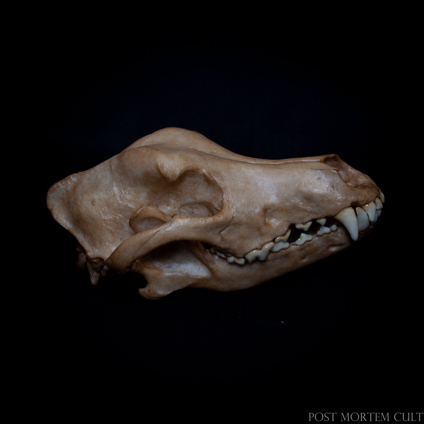 réplica cráneo perro , calavera canis lupus , cráneo animal realista , anatomía animal , reproducción científica