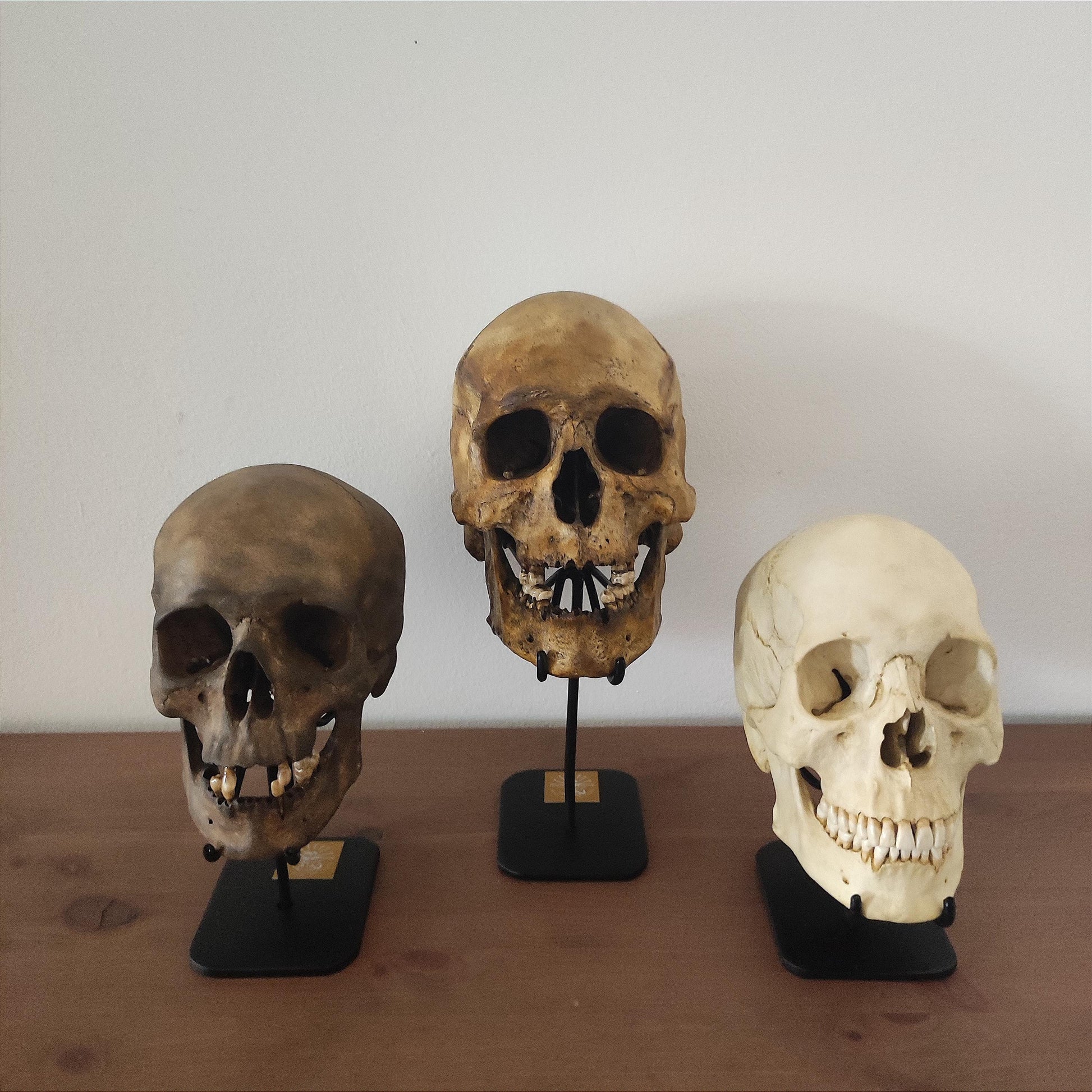 Handcrafted Forged Iron Skull Display Stand – A Perfect Blend of Style and Functionality.