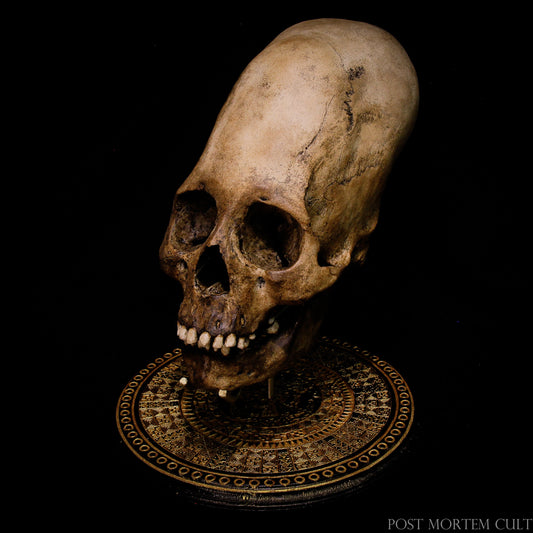 Réplica cráneo humano alargado, calavera Paraca original,cráneo anatómico estudio,réplica histórica,objeto raro, hecho a mano