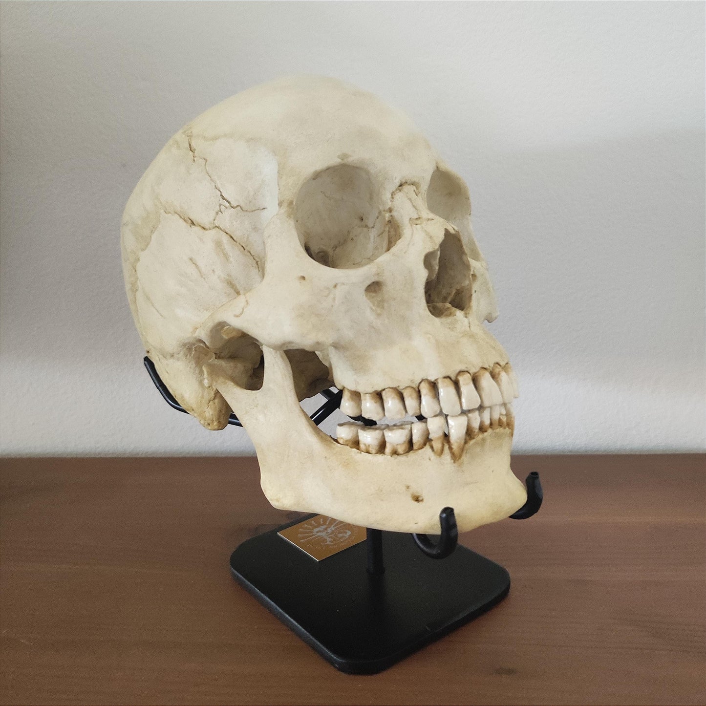 Durable and Sturdy Construction – Ideal for Showcasing Your Most Valued Skull Curiosities.