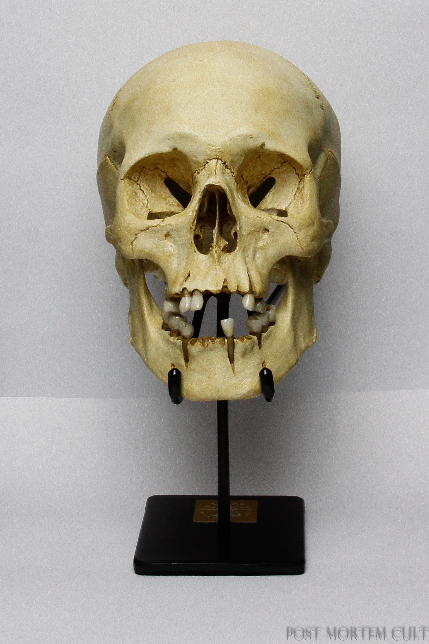 Elevate your collection - Our realistic skull display stand offers exceptional support and aesthetic appeal for skull enthusiasts and collectors.