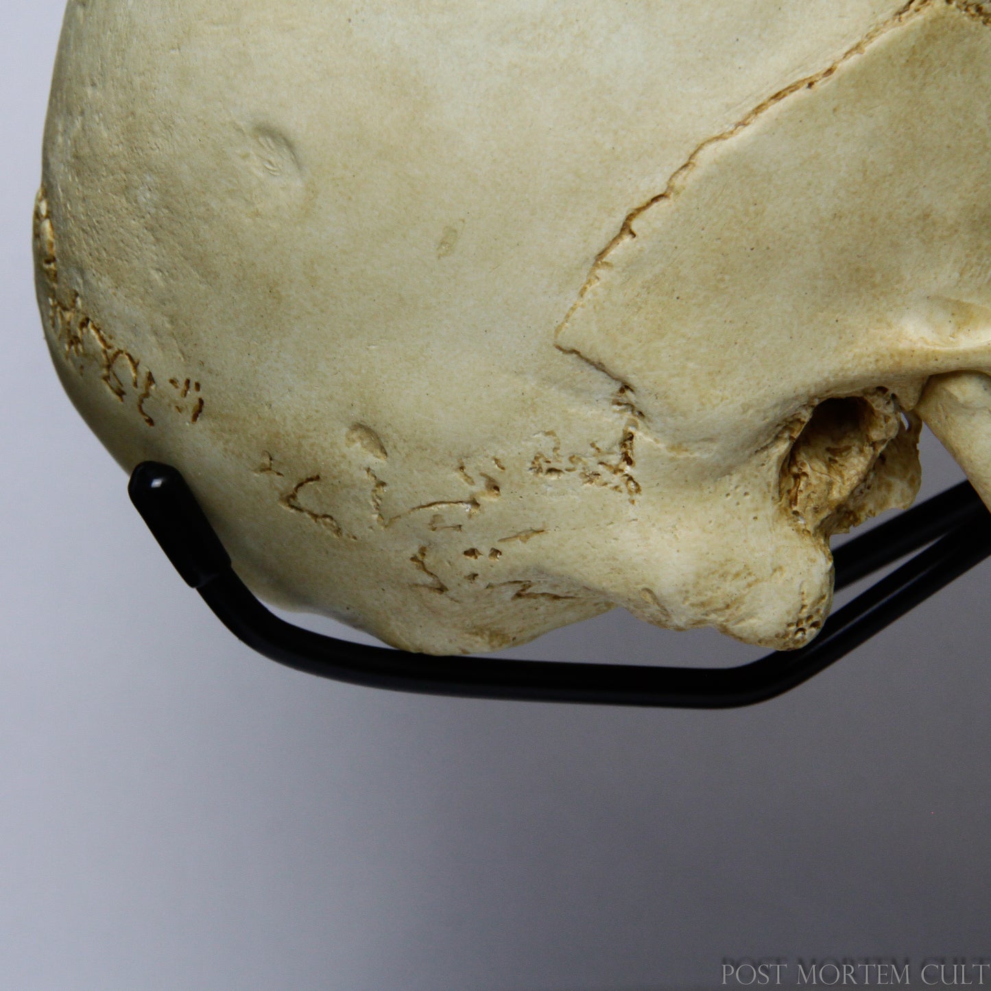 Back View of Skull Replica:
Another angle showing the back of the skull, where the sutures and natural bone texture are accurately replicated for ultimate realism.