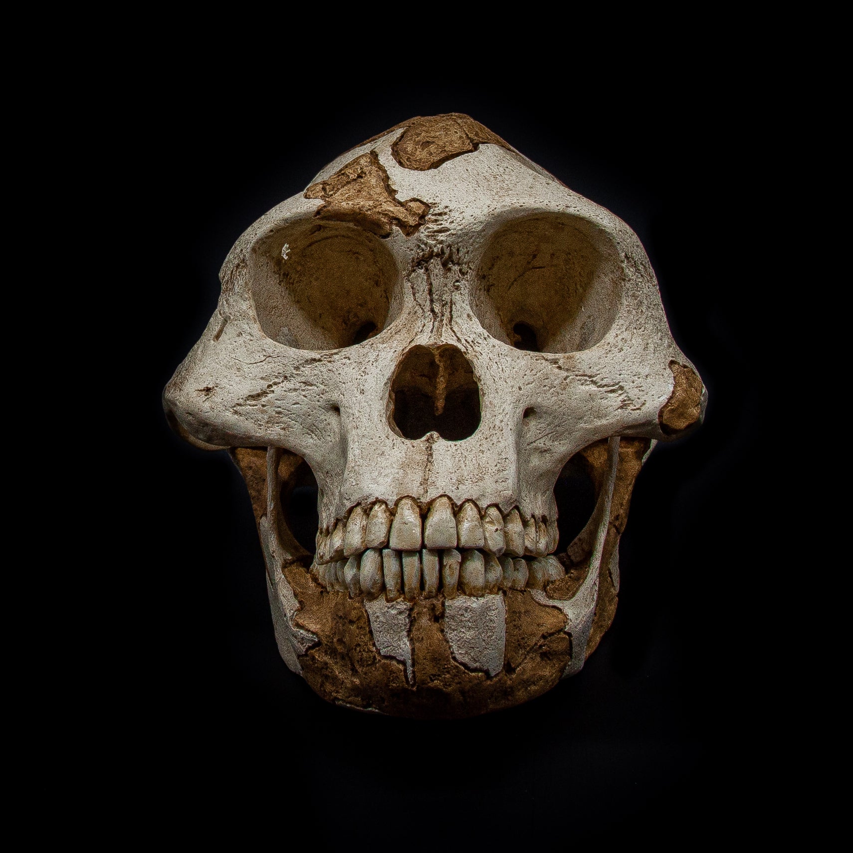 Front view of Lucy skull replica (Australopithecus afarensis) showing light tones for original fossil areas and darker tones for reconstructed sections.