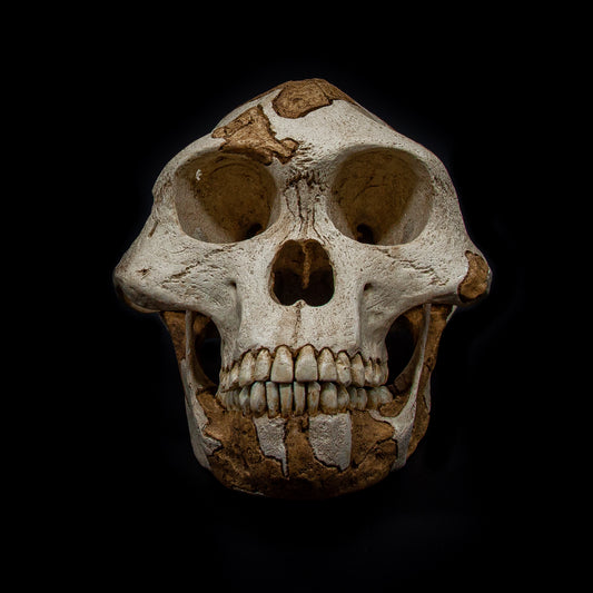 Front view of Lucy skull replica (Australopithecus afarensis) showing light tones for original fossil areas and darker tones for reconstructed sections.