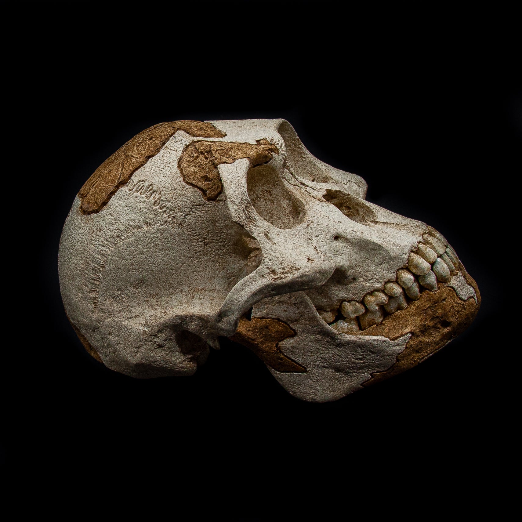 Close-up of Lucy skull replica highlighting preserved fossil fragments in lighter tones contrasted with darker reconstructed areas.