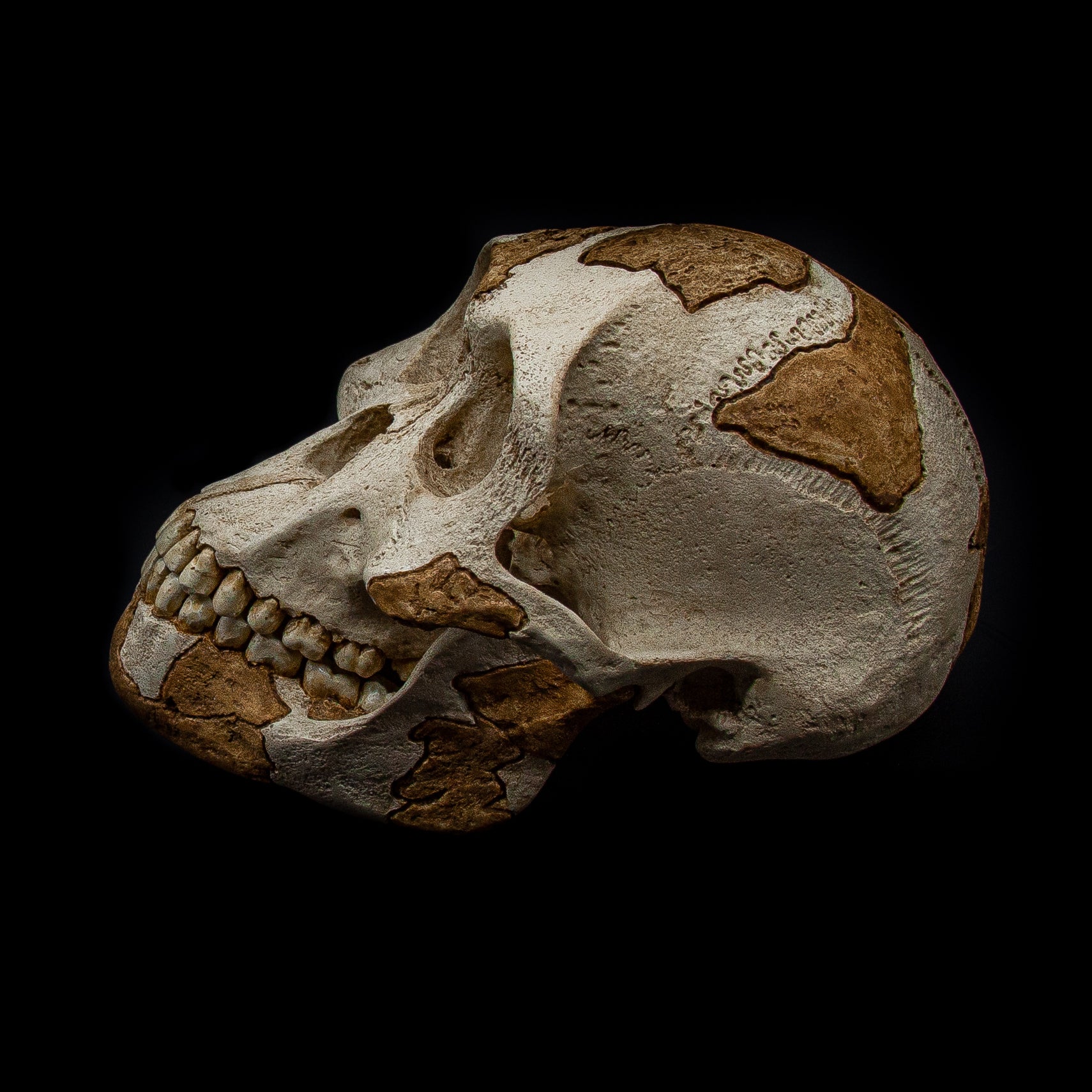 Side profile of Australopithecus afarensis skull replica – handcrafted and hand-painted fossil reproduction with light and dark tones.