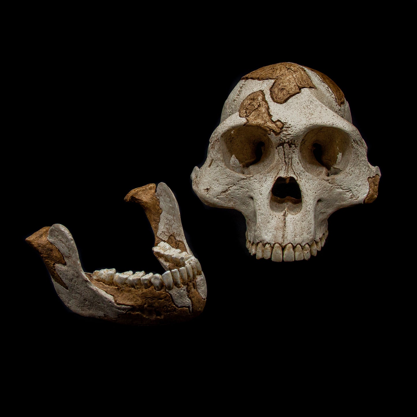Angled perspective of Lucy skull replica (Australopithecus afarensis) – educational anthropology fossil reproduction for universities and collectors.