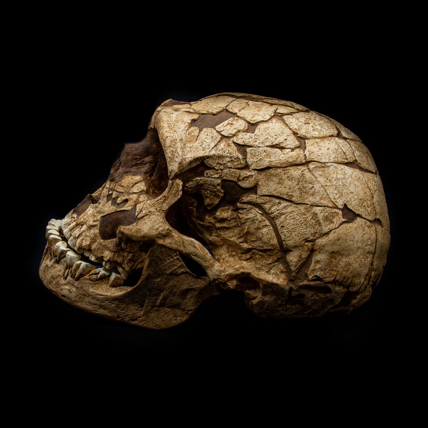 Angled perspective of Homo neanderthalensis skull replica – educational paleoanthropology model for universities and museums.