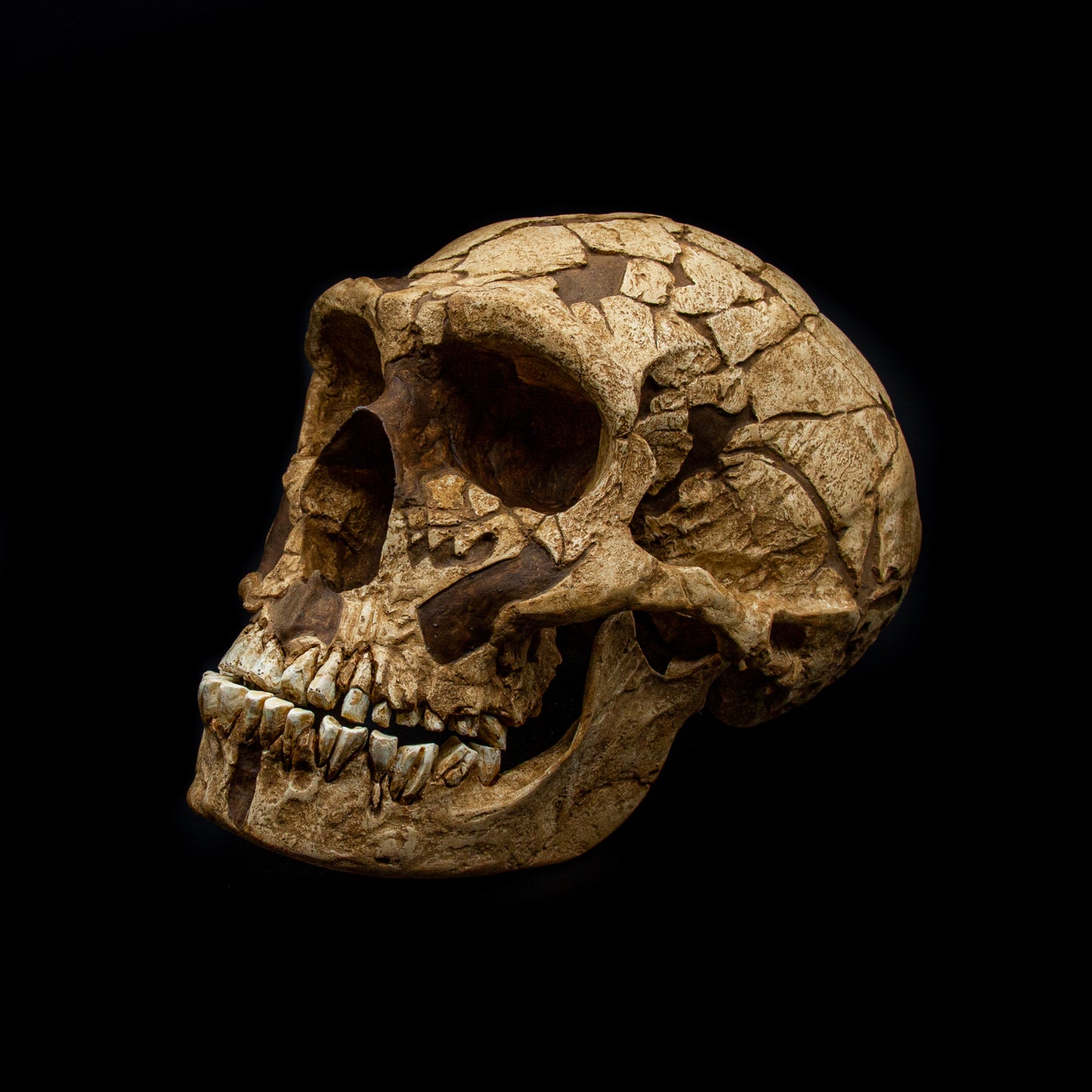 Close-up of Homo neanderthalensis skull replica highlighting wide cheekbones and realistic fossil texture.