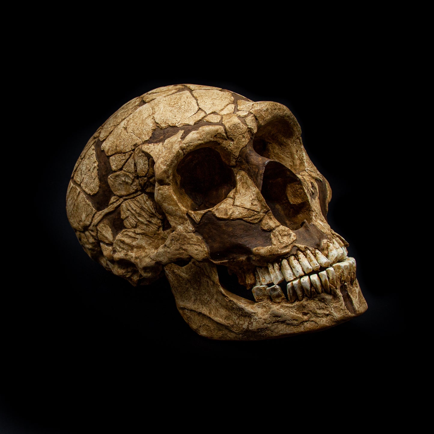 Top view of the La Ferrassie 1 Neanderthal skull reproduction – handcrafted polyurethane resin fossil model.