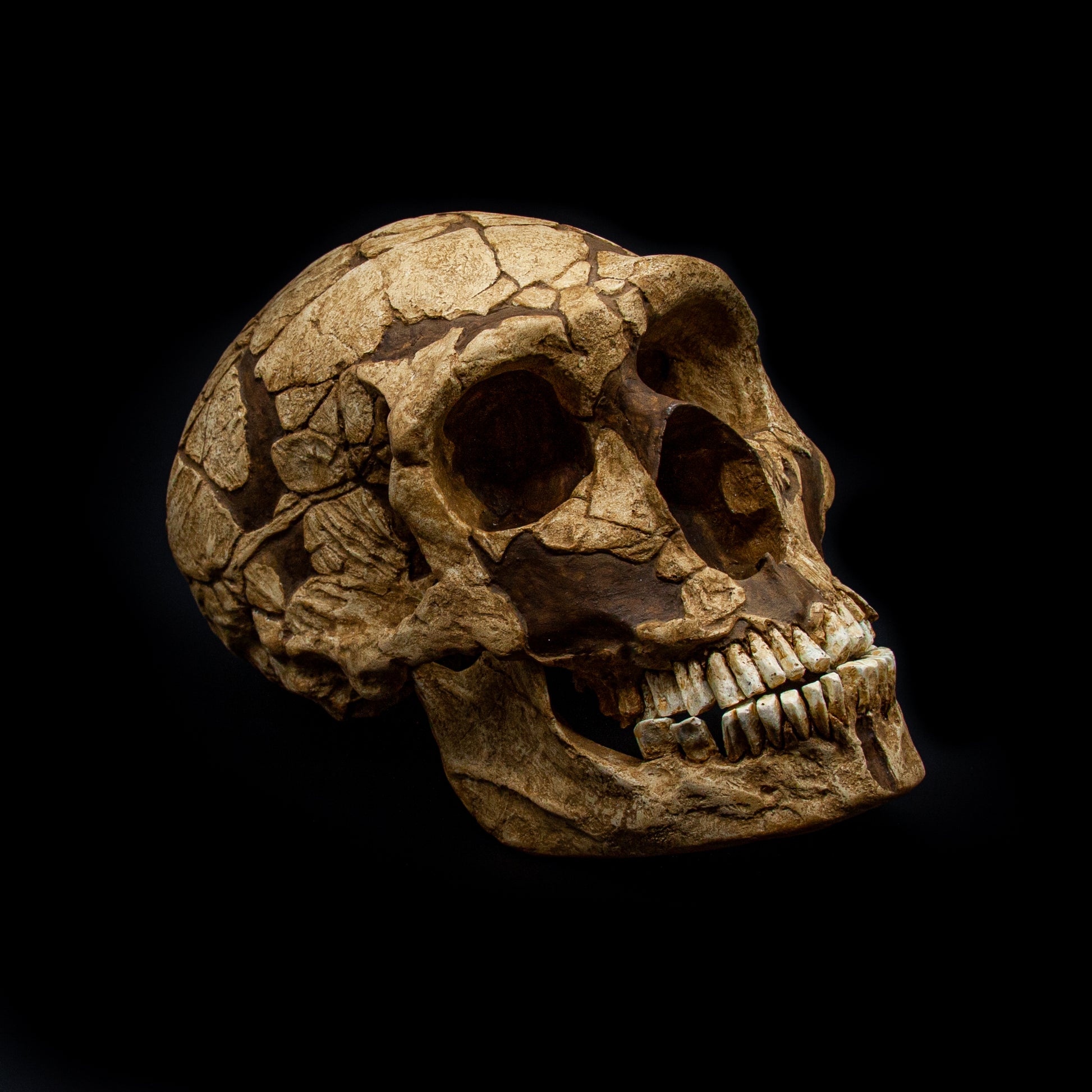 Top view of the La Ferrassie 1 Neanderthal skull reproduction – handcrafted polyurethane resin fossil model.