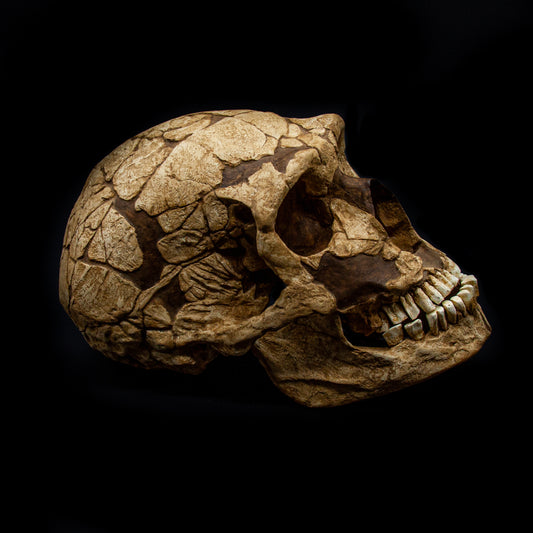 Side profile of the Neanderthal skull replica La Ferrassie 1 showing brow ridge, nasal opening, and hand-painted details.