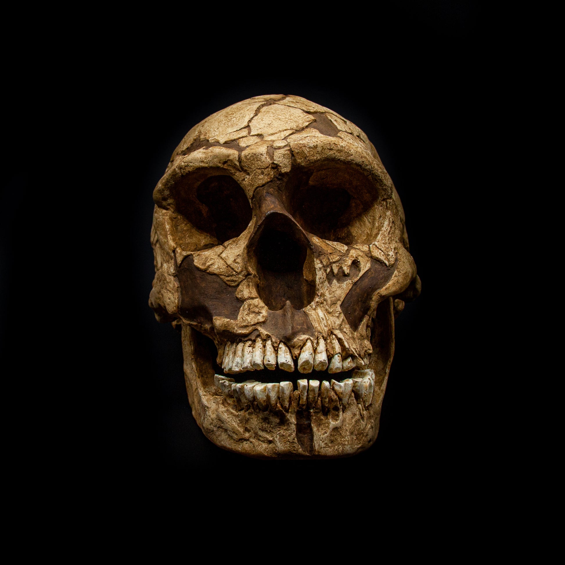Front view of the Homo neanderthalensis La Ferrassie 1 skull replica – museum quality handcrafted fossil reproduction.