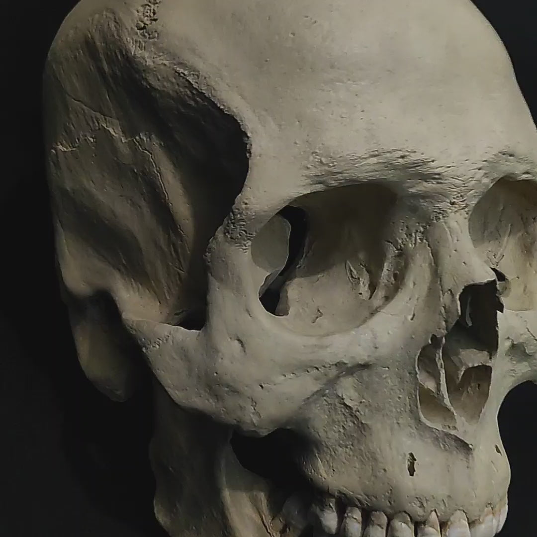 In this video, discover our hand-painted European male skull replica, crafted from high-quality polyurethane resin. This ultra-realistic piece features precise details and exceptional accuracy, perfect for collectors and scientific decor. With a certificate of authenticity, it combines authenticity and unmatched craftsmanship.