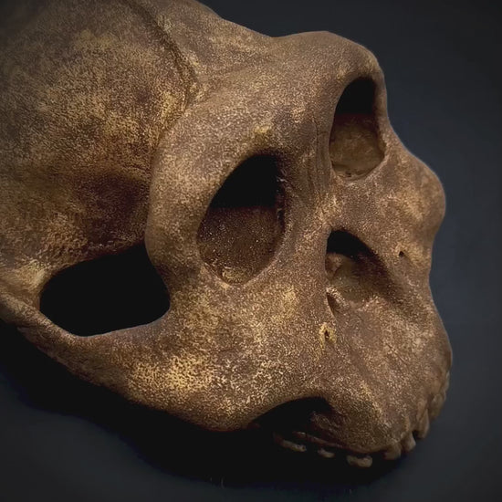 360° view of the handcrafted Paranthropus boisei skull reconstruction, showcasing its robust cranial features, dark textured finish, and museum-quality anatomical detailing.