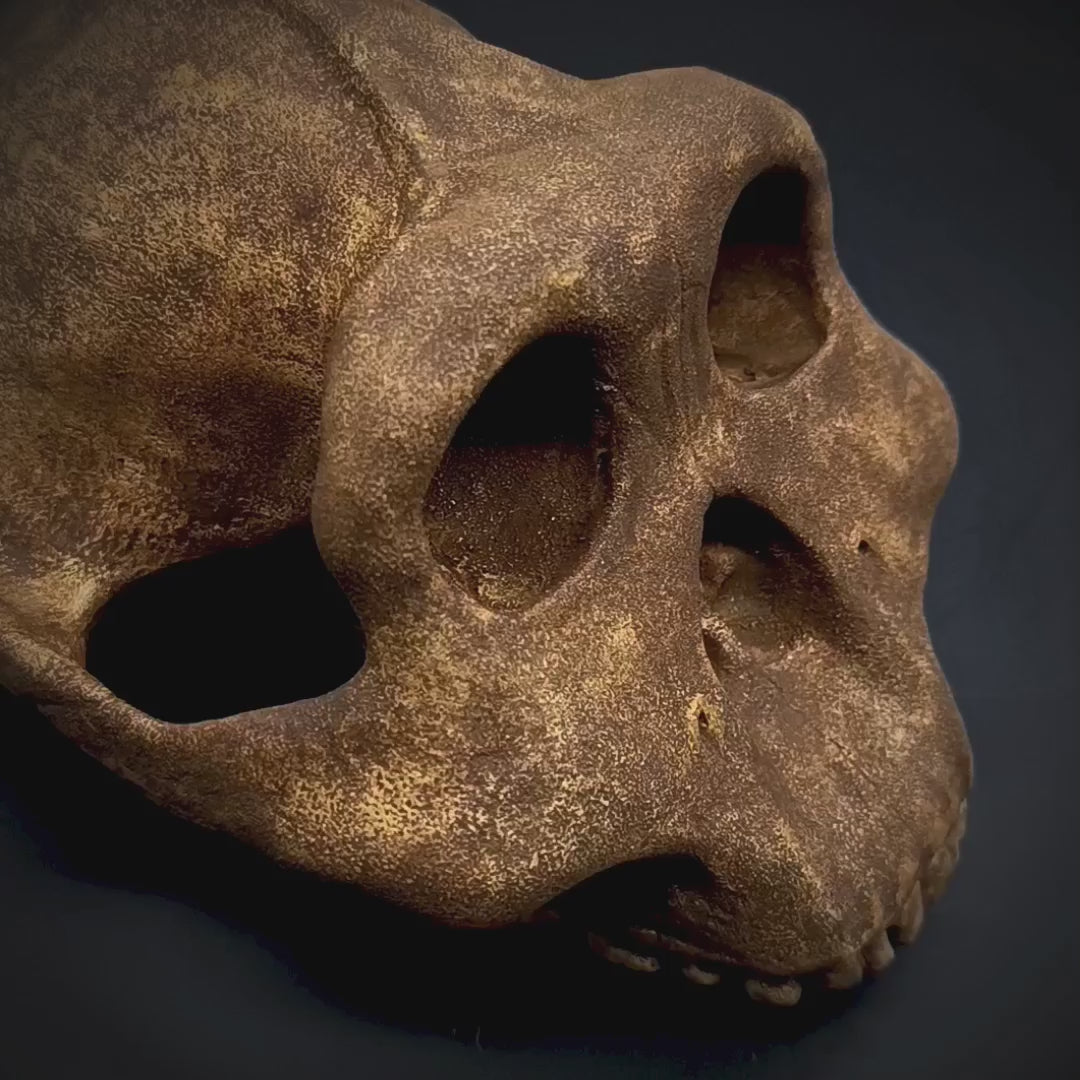 360° view of the handcrafted Paranthropus boisei skull reconstruction, showcasing its robust cranial features, dark textured finish, and museum-quality anatomical detailing.