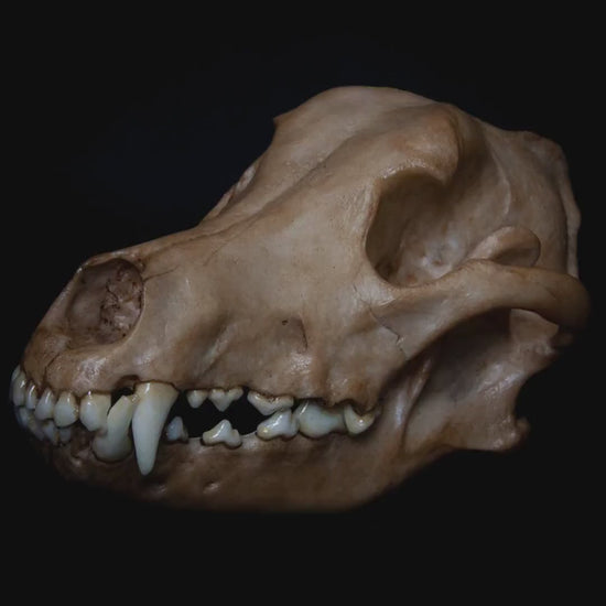 réplica cráneo perro , calavera canis lupus , cráneo animal realista , anatomía animal , reproducción científica