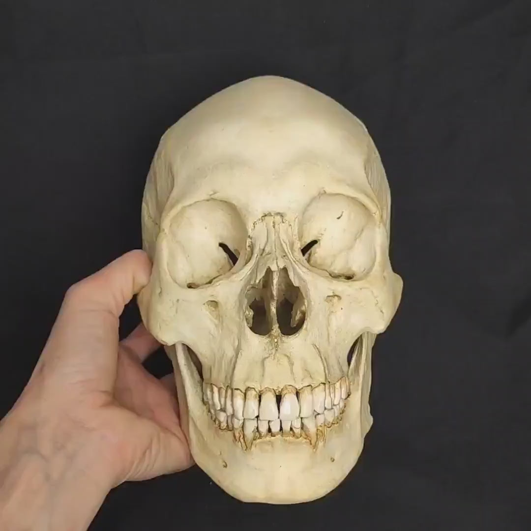 Handcrafted with Precision: This Asian Skull replica has been carefully crafted and painted by hand, showcasing incredible attention to detail and offering a high-quality, realistic texture.