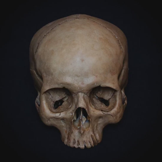 Detailed Female Skull Replica – A meticulously hand-painted female skull replica, crafted to display the intricate details of a real skull, including organic stains and beige sand highlights. This piece, designed for collectors and those passionate about anatomy, features a weight and size that mirrors the authentic skull.