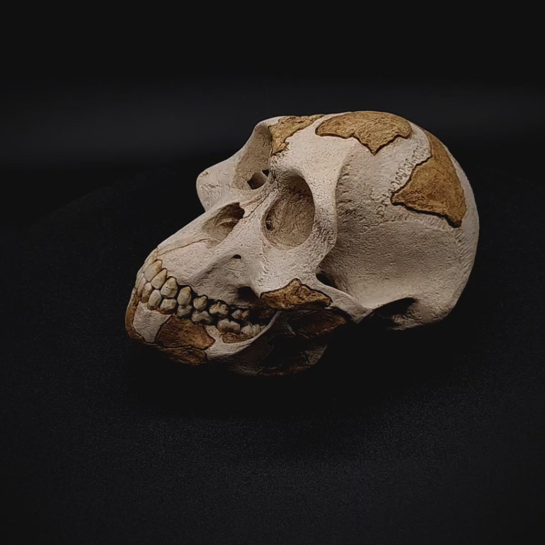 Detailed shot of the jaw and teeth of Lucy skull replica – handcrafted fossil reproduction with museum-grade quality.